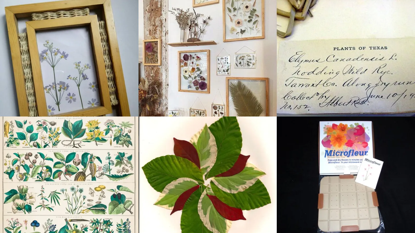 18+ Stunning Pressed Flower Ideas Frame That Steal Hearts